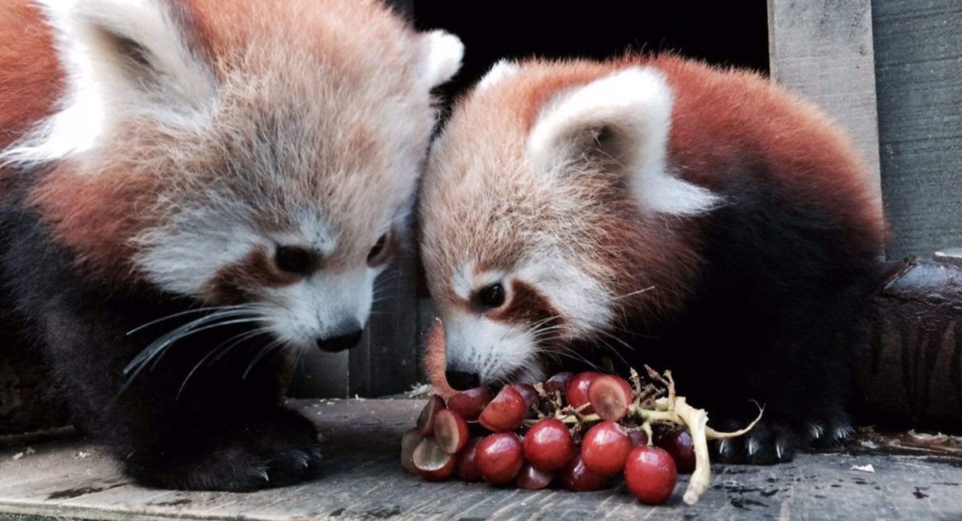 Red Panda Cubs at Hamilton Zoo Have New Names!