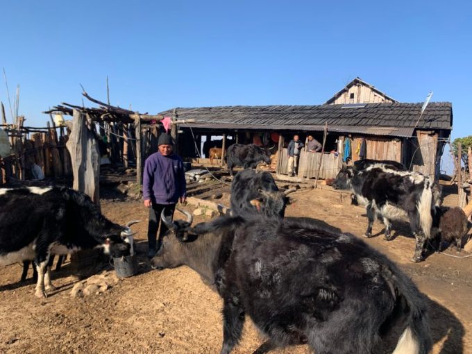 Herders-Rajendra-Rai-with-his-livestock.jpeg
