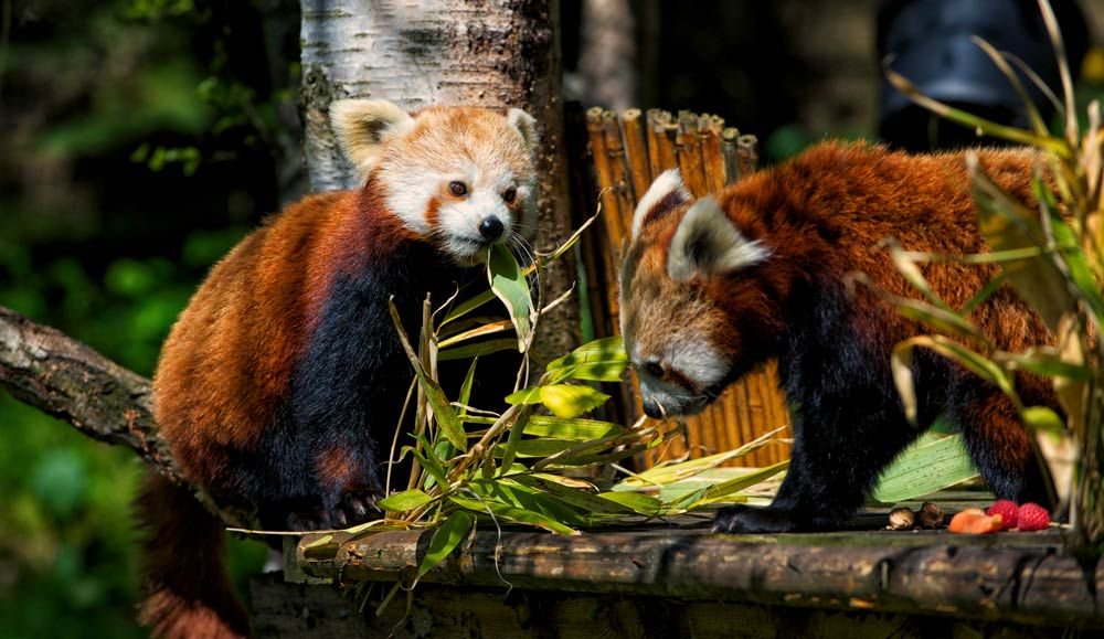 Red pandas on climbing structure