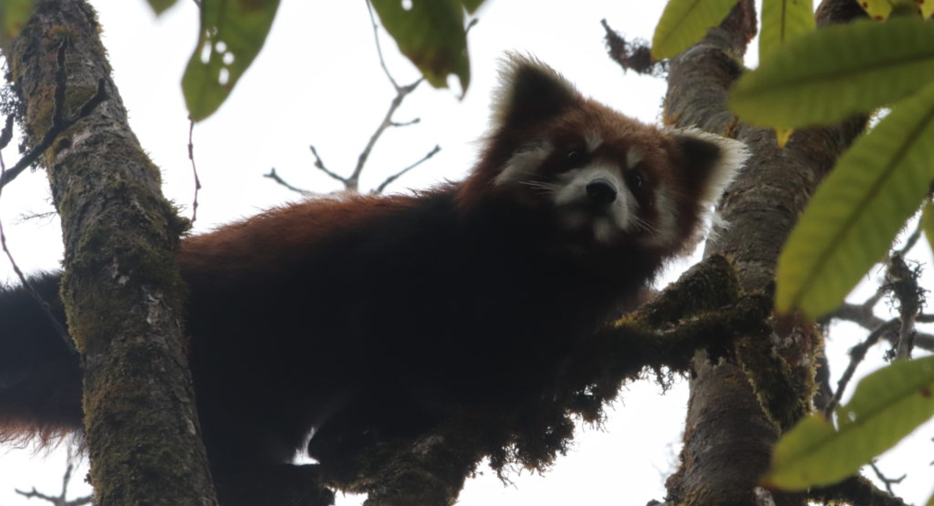 BNF Buys Locally; Saves Red Pandas Globally