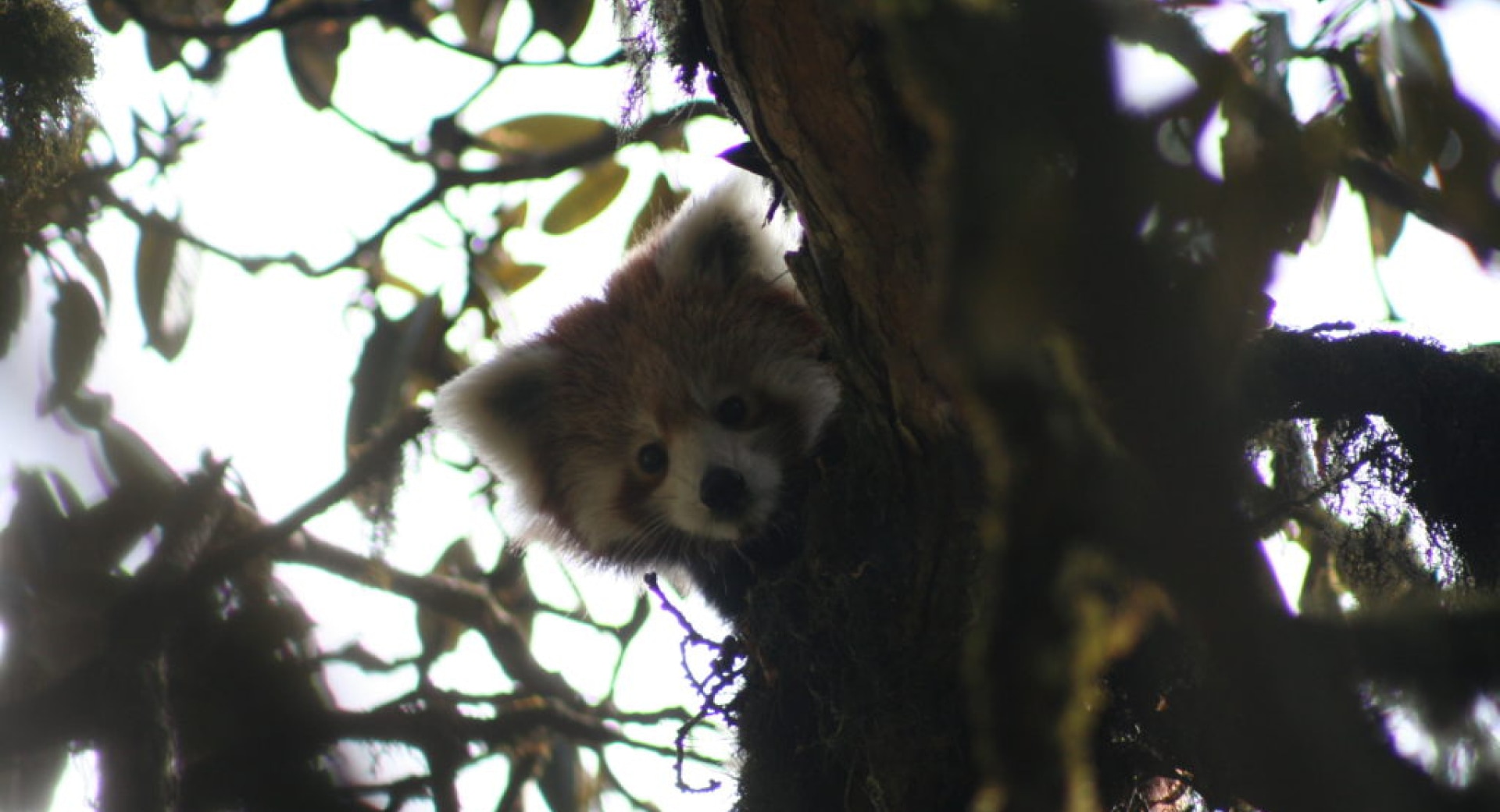 Ten Red Pandas in a Rhododendron Tree