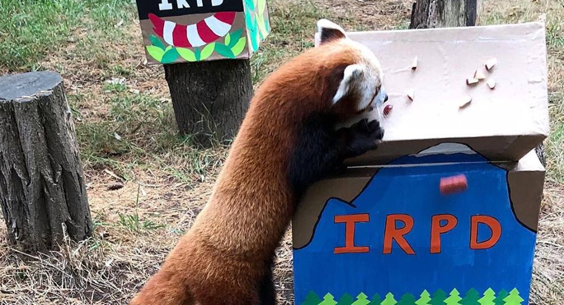 Thousands Celebrate 9th Annual International Red Panda Day