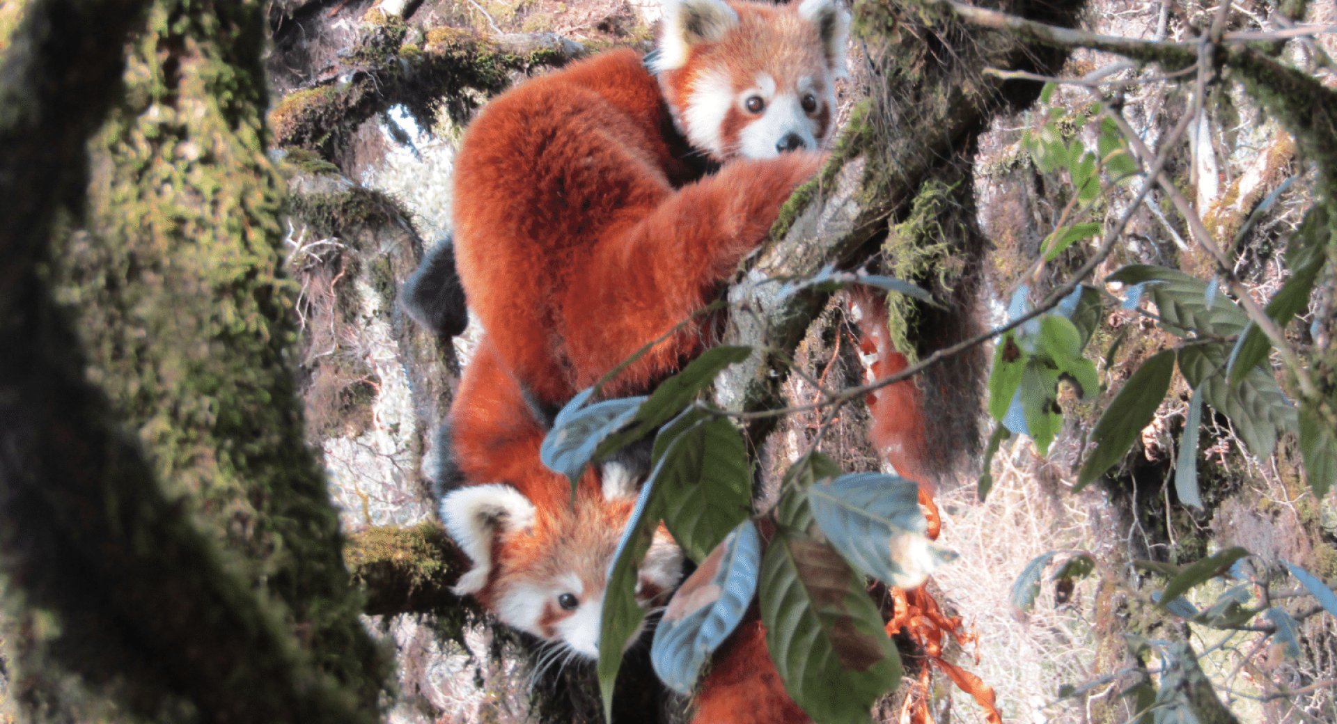 Protect, Restore and Celebrate on International Red Panda Day 2021