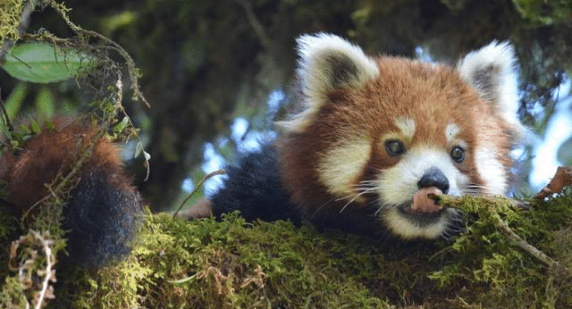 Join this Planet's Party for Red Pandas!