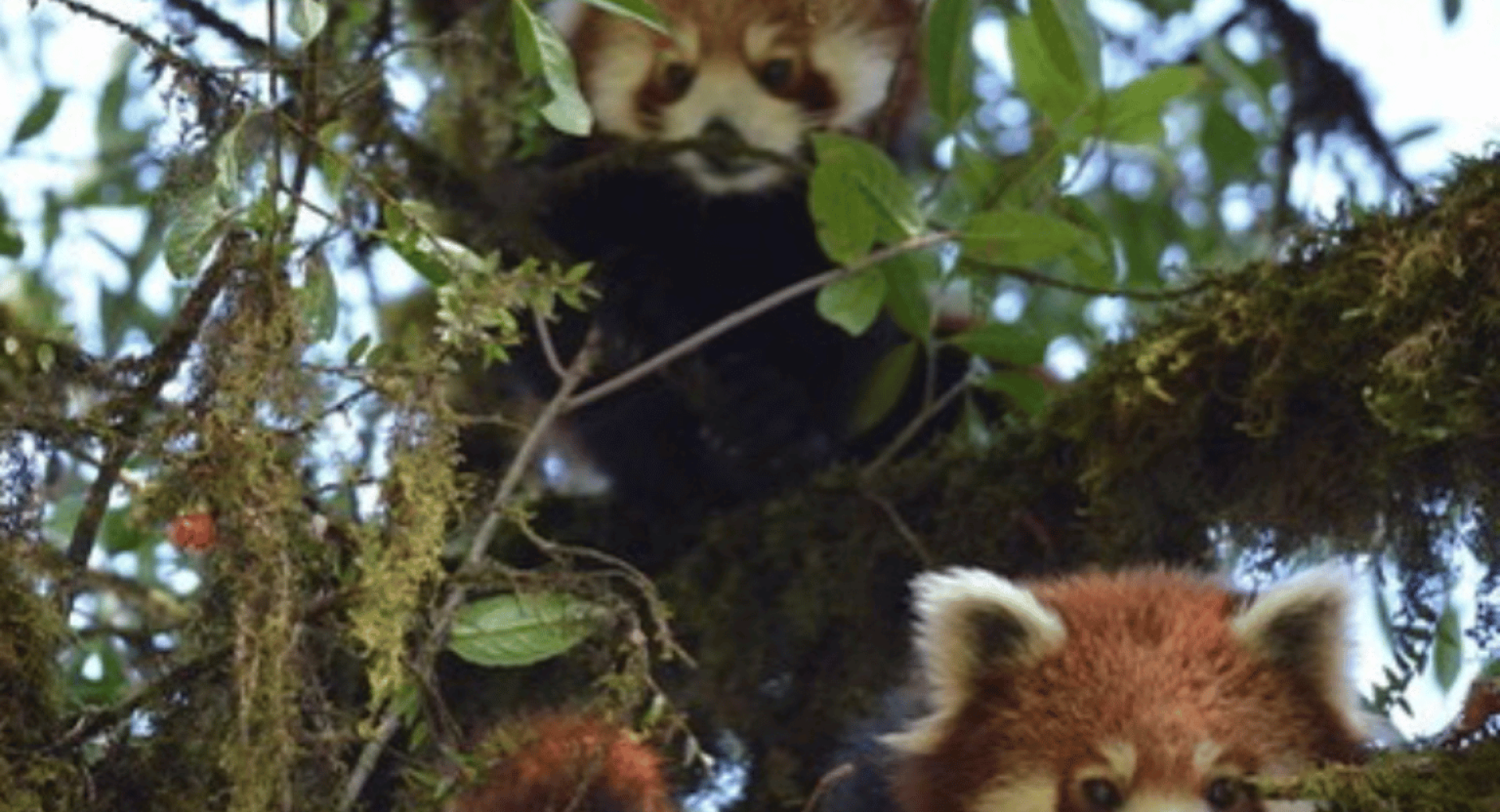 4 Ways To Save the First Panda for International Red Panda Day 2023