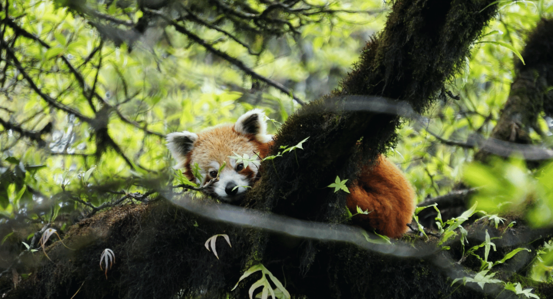 IRPD 2023: A Celebration of Red Pandas and A Campaign to Stop Poaching