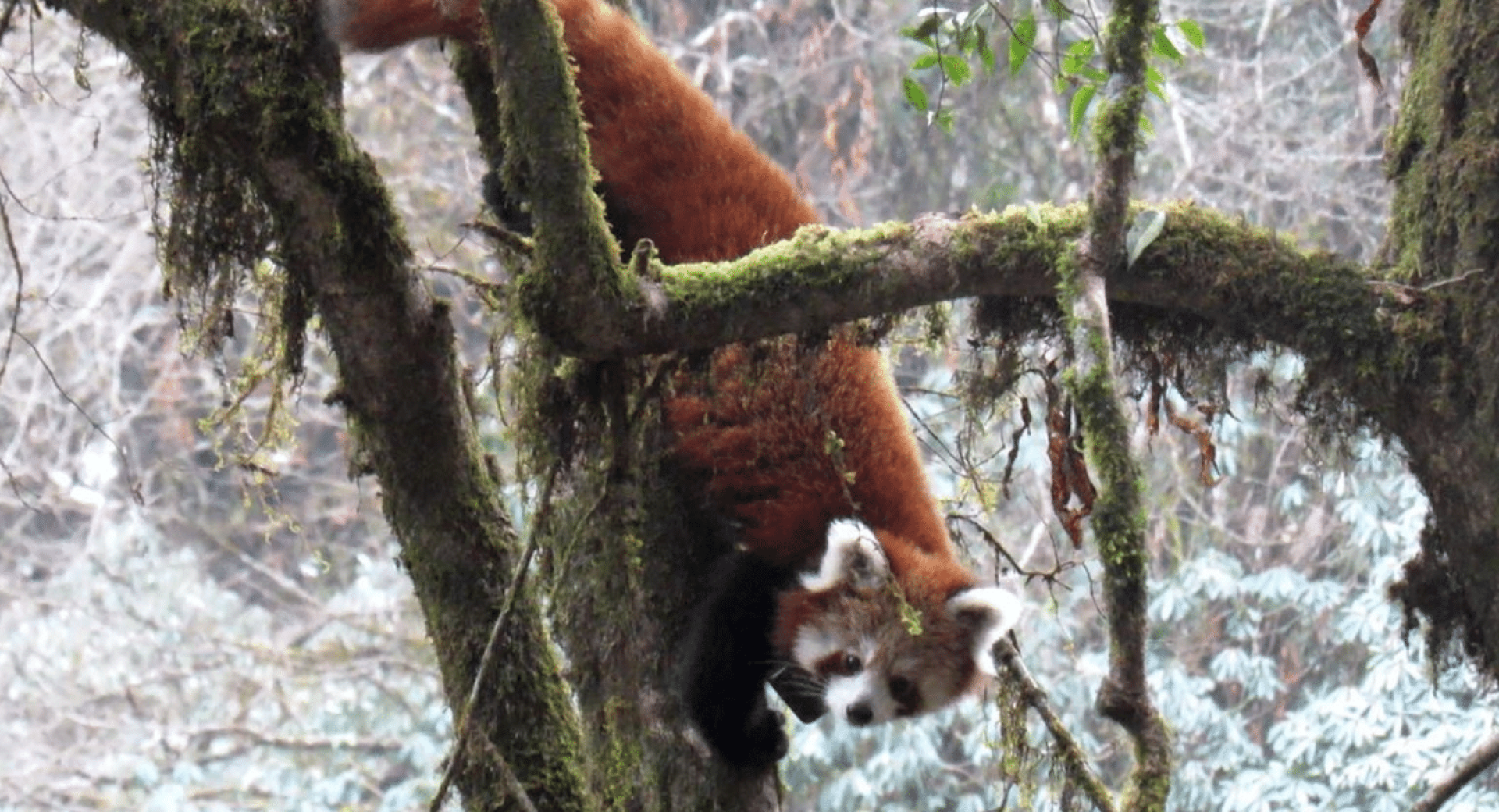 On the Frontlines of Red Panda Conservation and Gender Equality