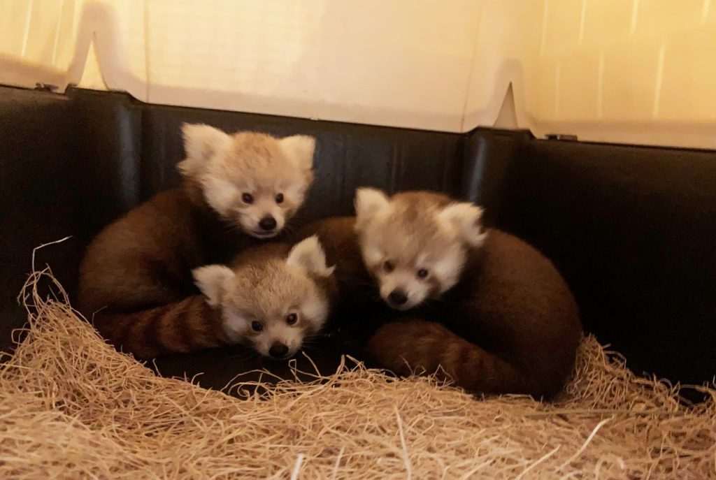 Cubs born at John Ball Zoo