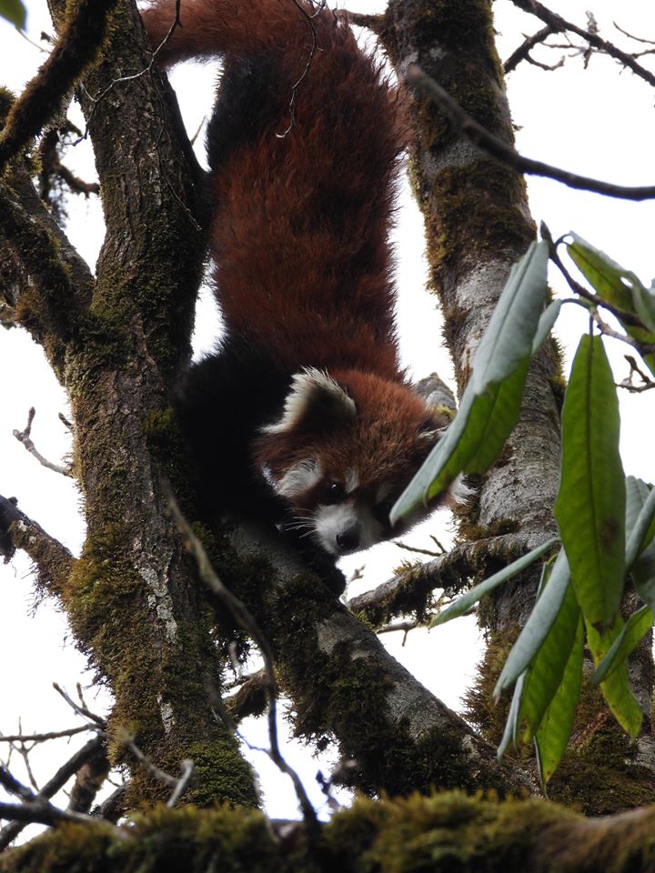 Red Panda in tree