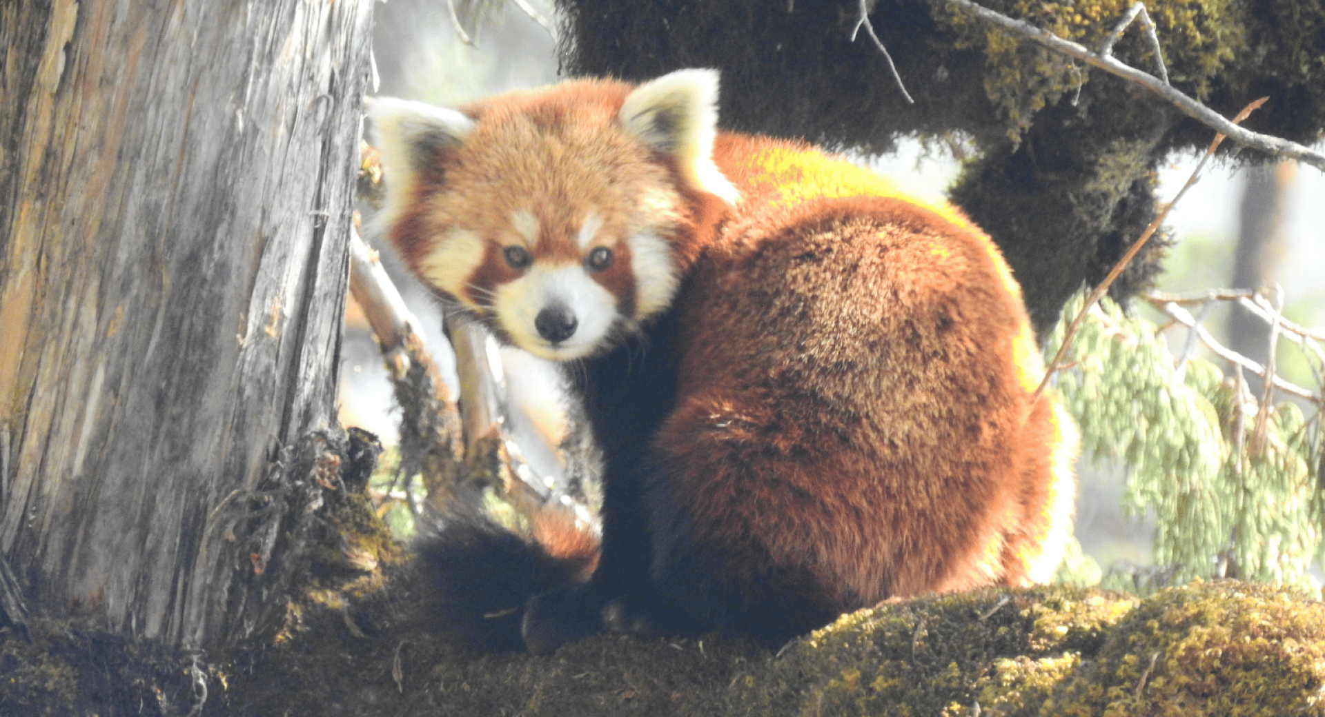 Red Panda Ecotrips: An Inside Story with Kuniko Kai