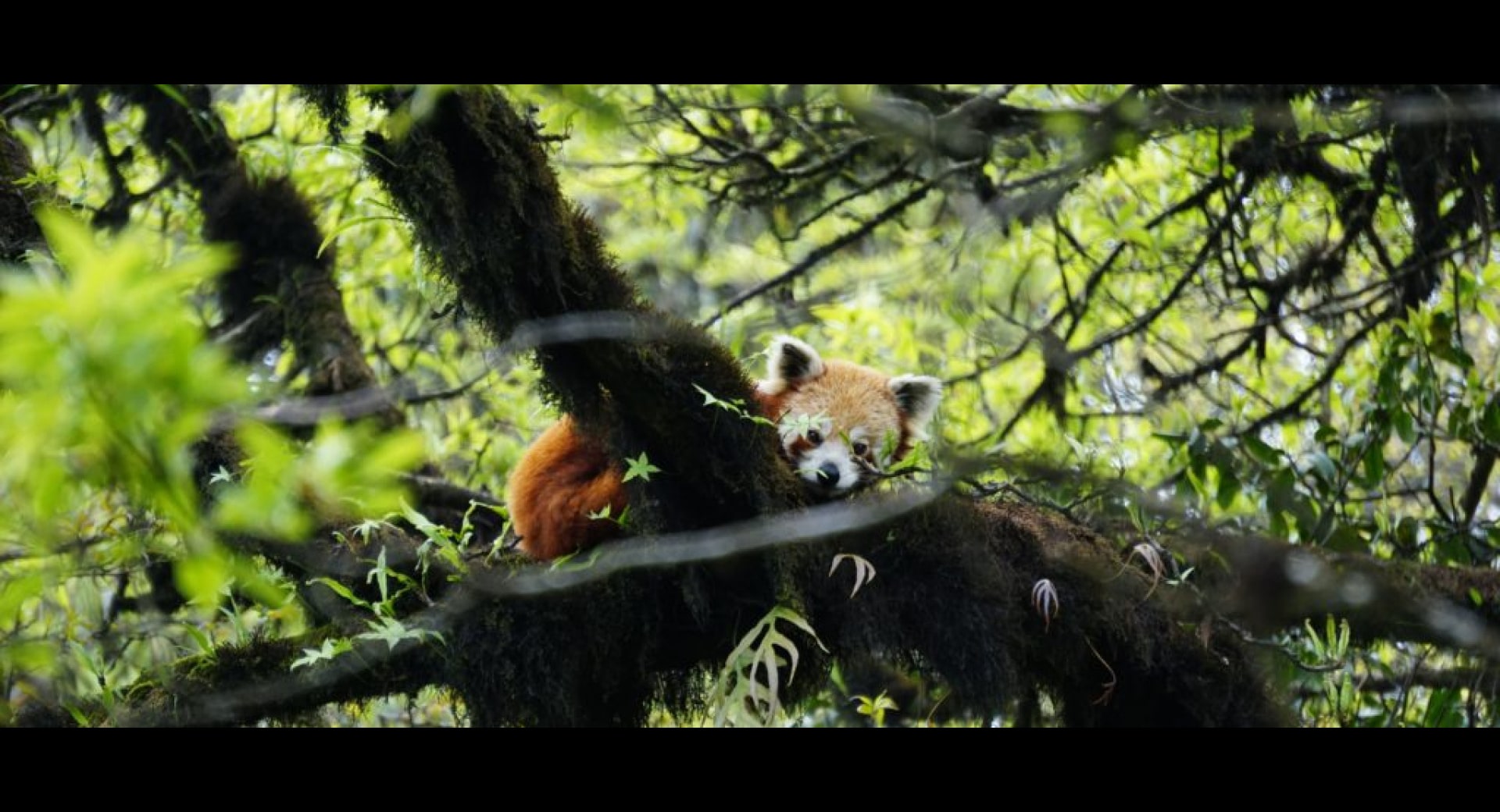 Red Panda Conservation Scholarships for Education