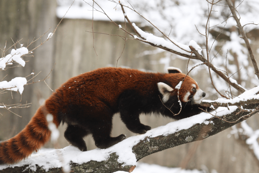 Red panda on snowy tree