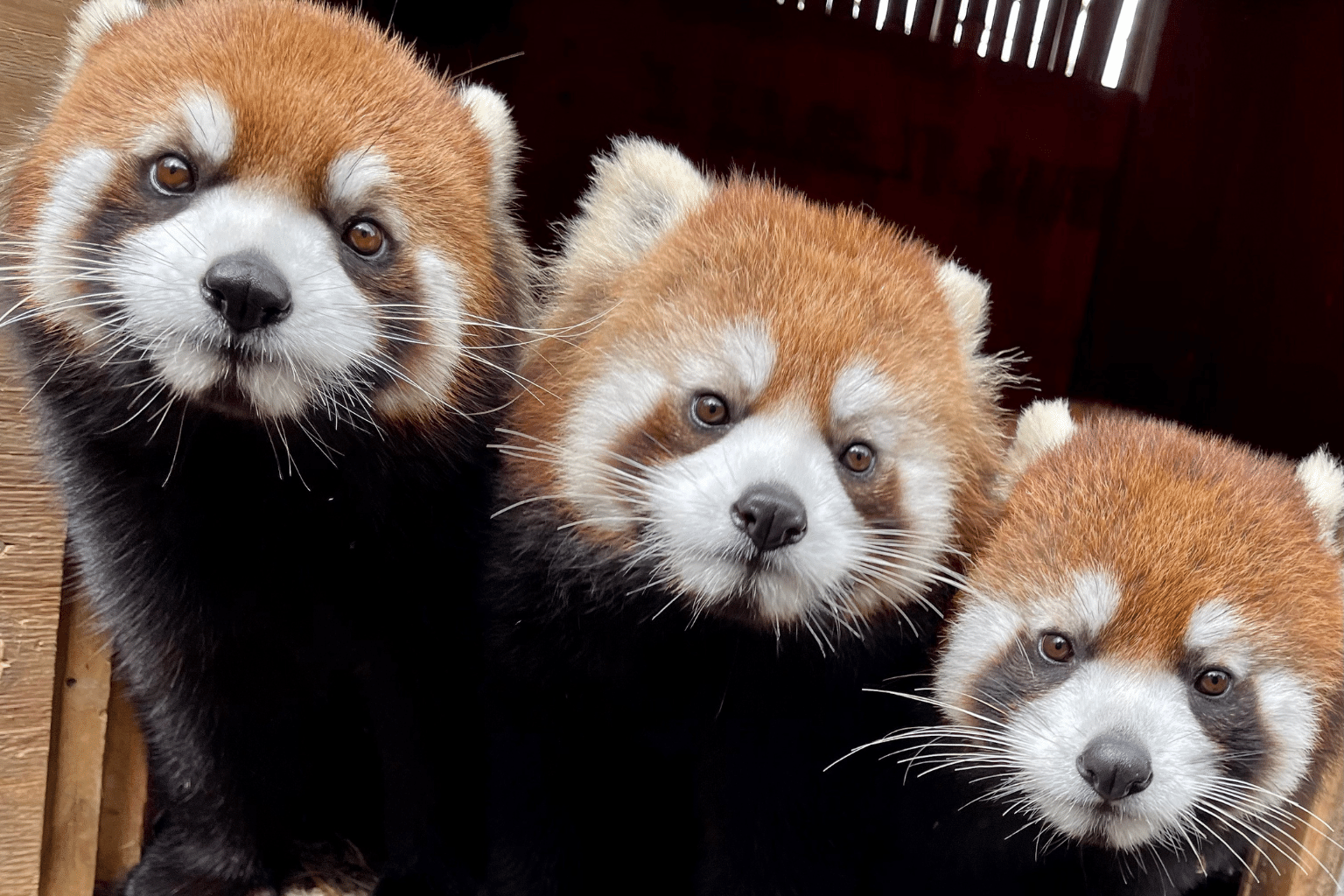 Red Panda Representation In The Media: A Different Kind of Conservation