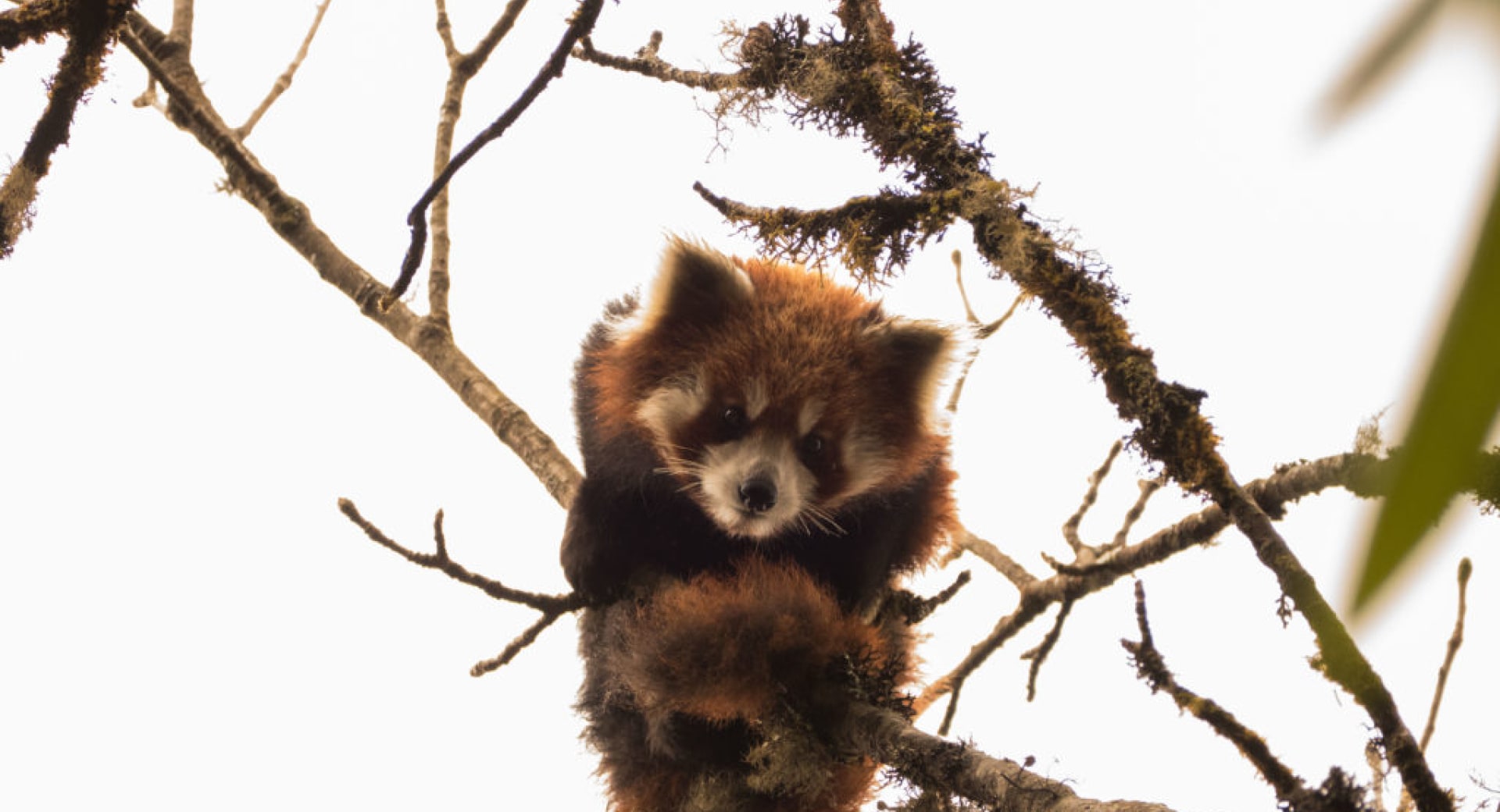 Coronavirus (COVID-19) Pandemic Highlights Need to Stop Illegal Trade of Red Pandas and Other Wildlife