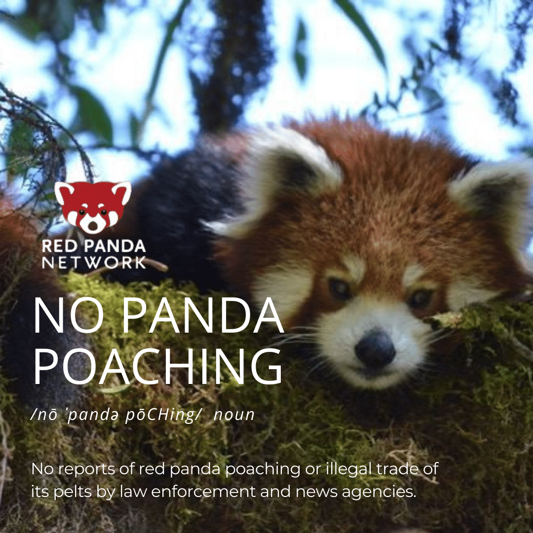 Our Goal is Zero Panda Poaching': Q&A with Frontliners of our Campaign to  Stop the Illegal Red Panda Trade