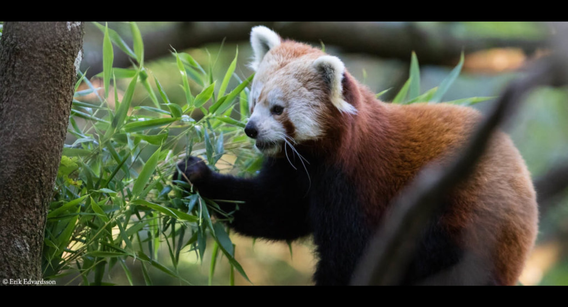 Red Pandas Rescued By Norden's Ark
