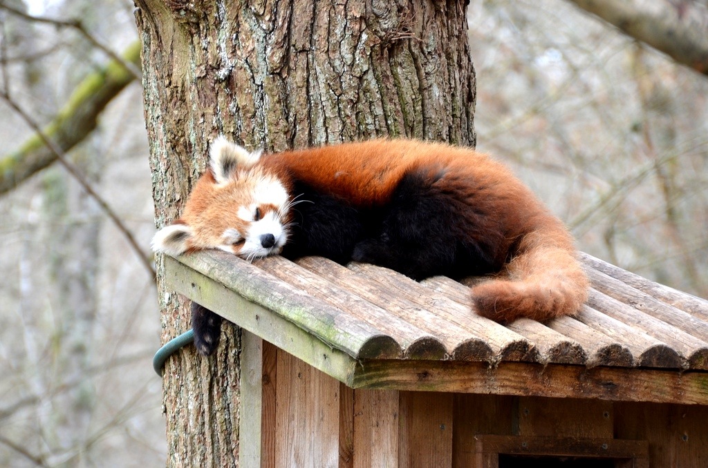 Red panda at Nordens Ark zoo