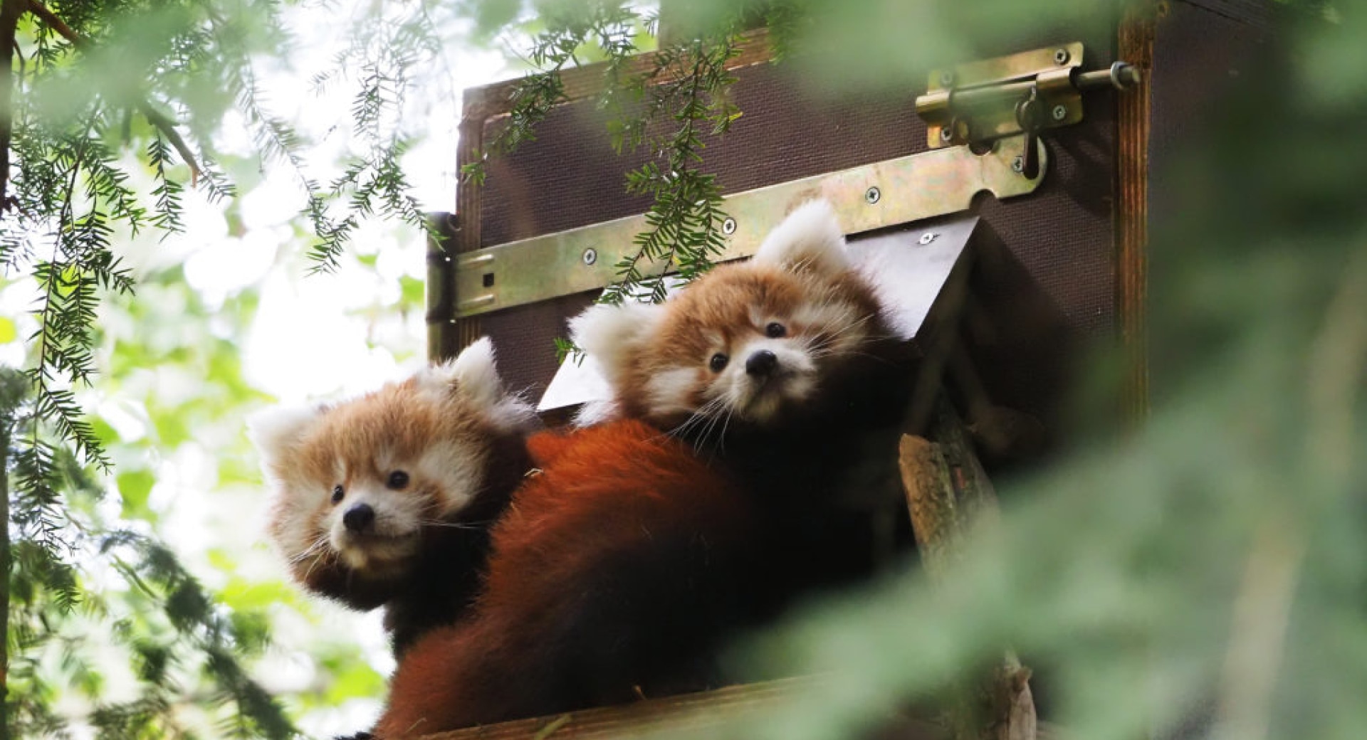 Stichting Wildlife Stands Up For Red Pandas