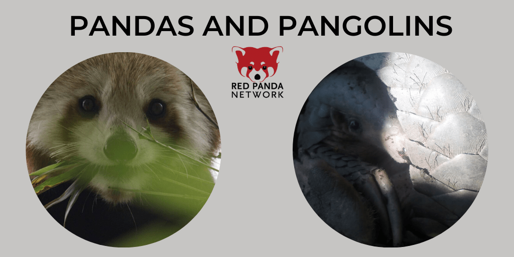 Pandas and Pangolins Poster