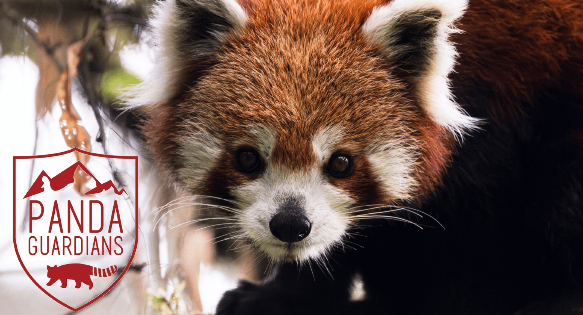 Invest in the Communities Conserving Red Pandas