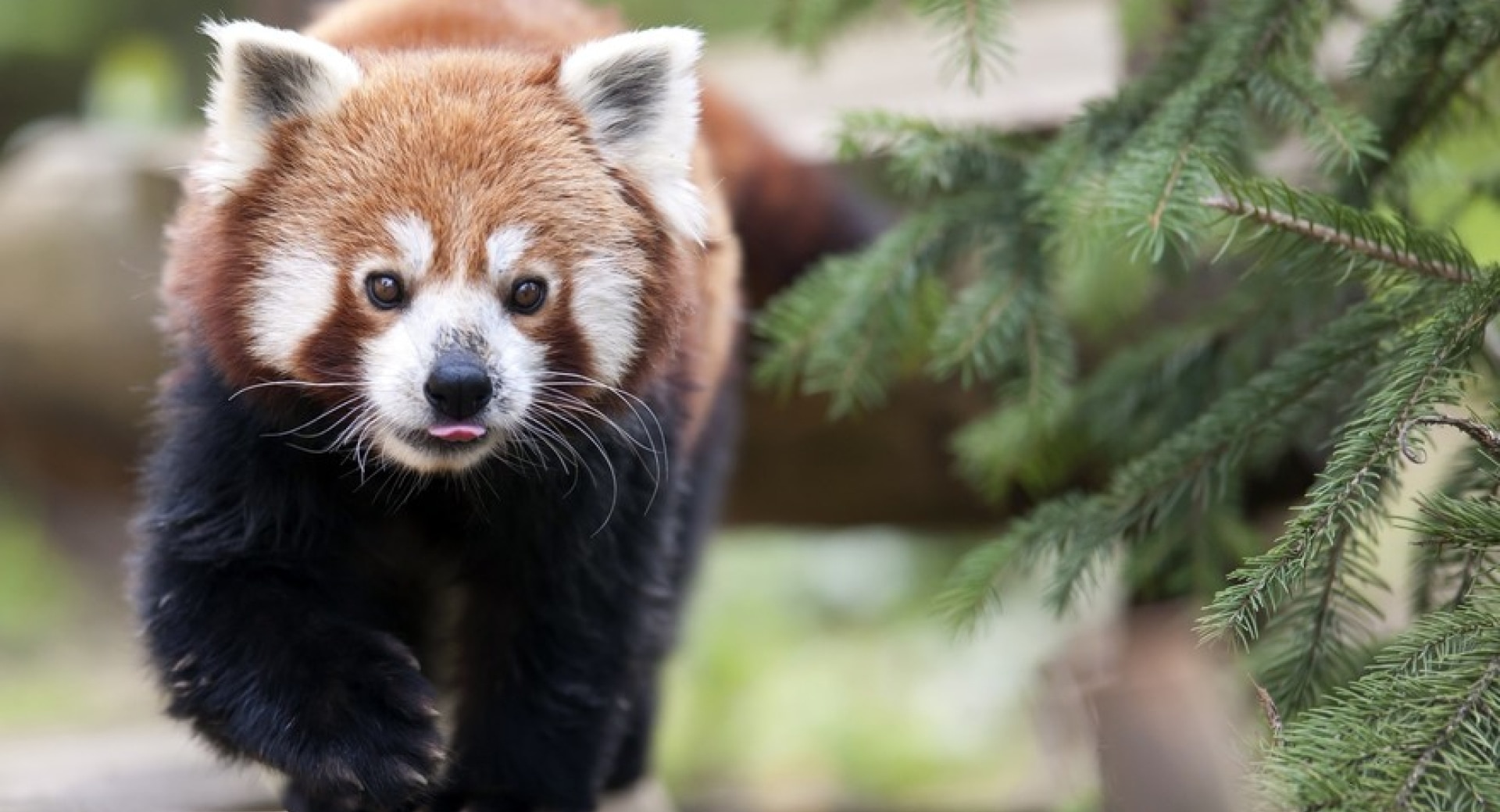 A Trip to the Zoo Becomes a Boon to Red Pandas Worldwide