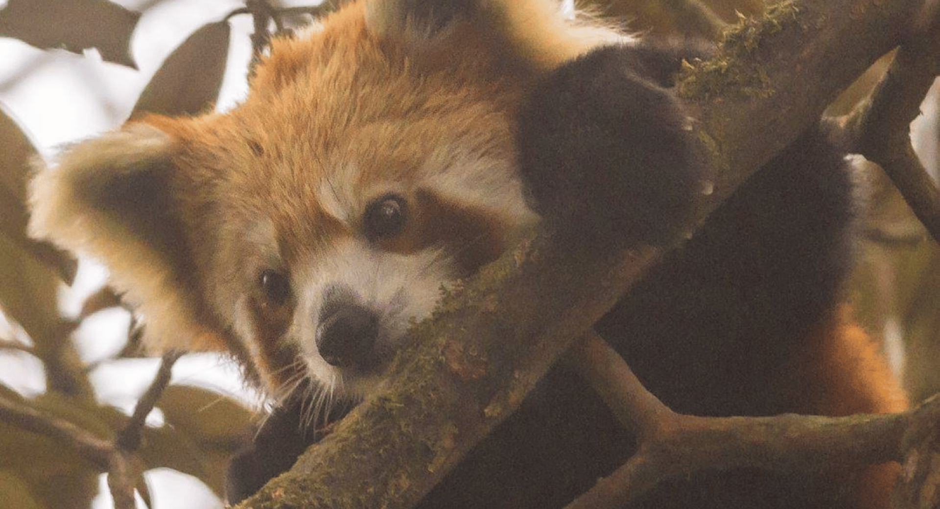 Improve Your Photography Skills While Helping Red Panda Conservation in 2023