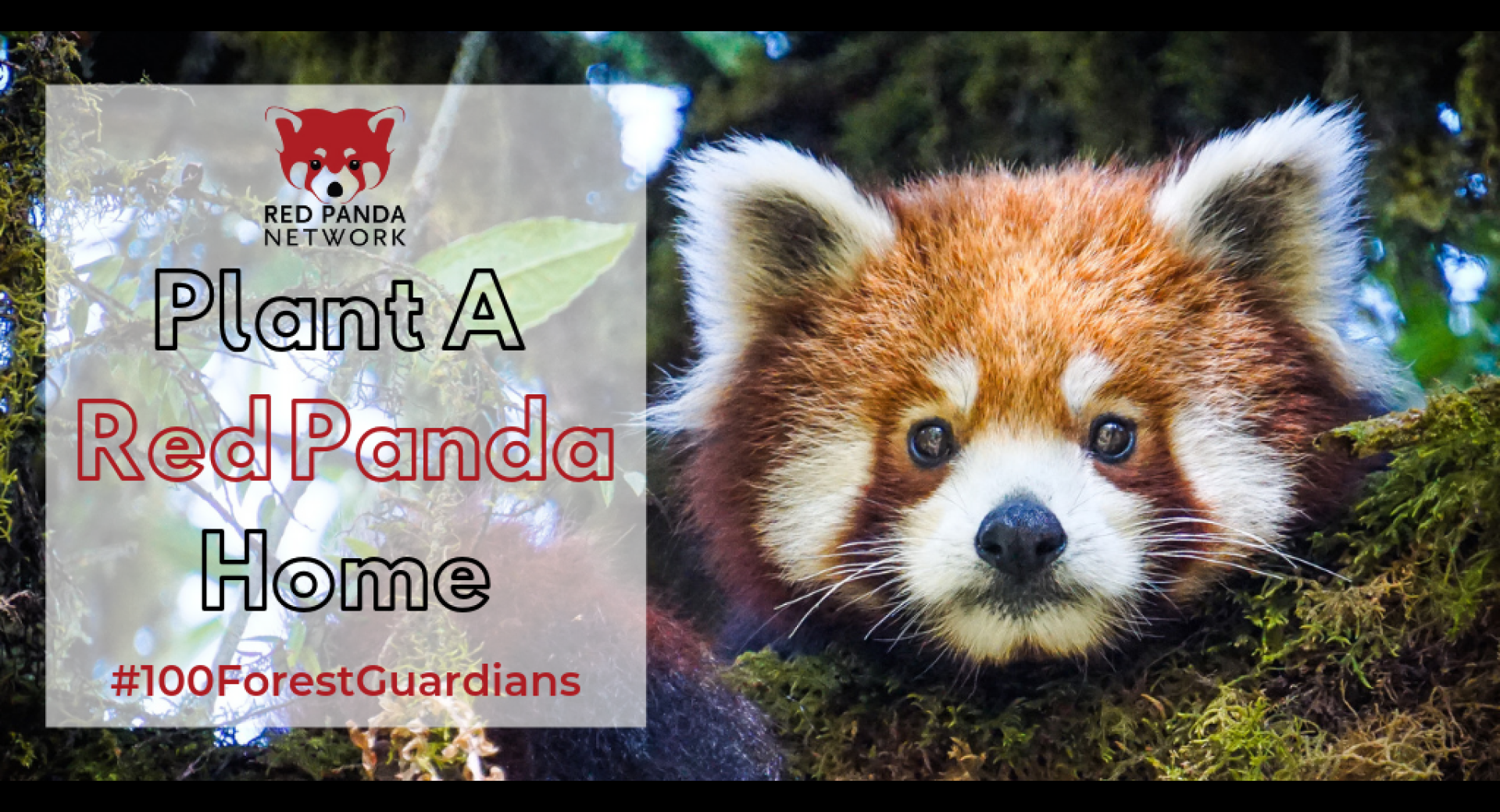 RPN celebrates 100 Forest Guardians by planting forests for red pandas!