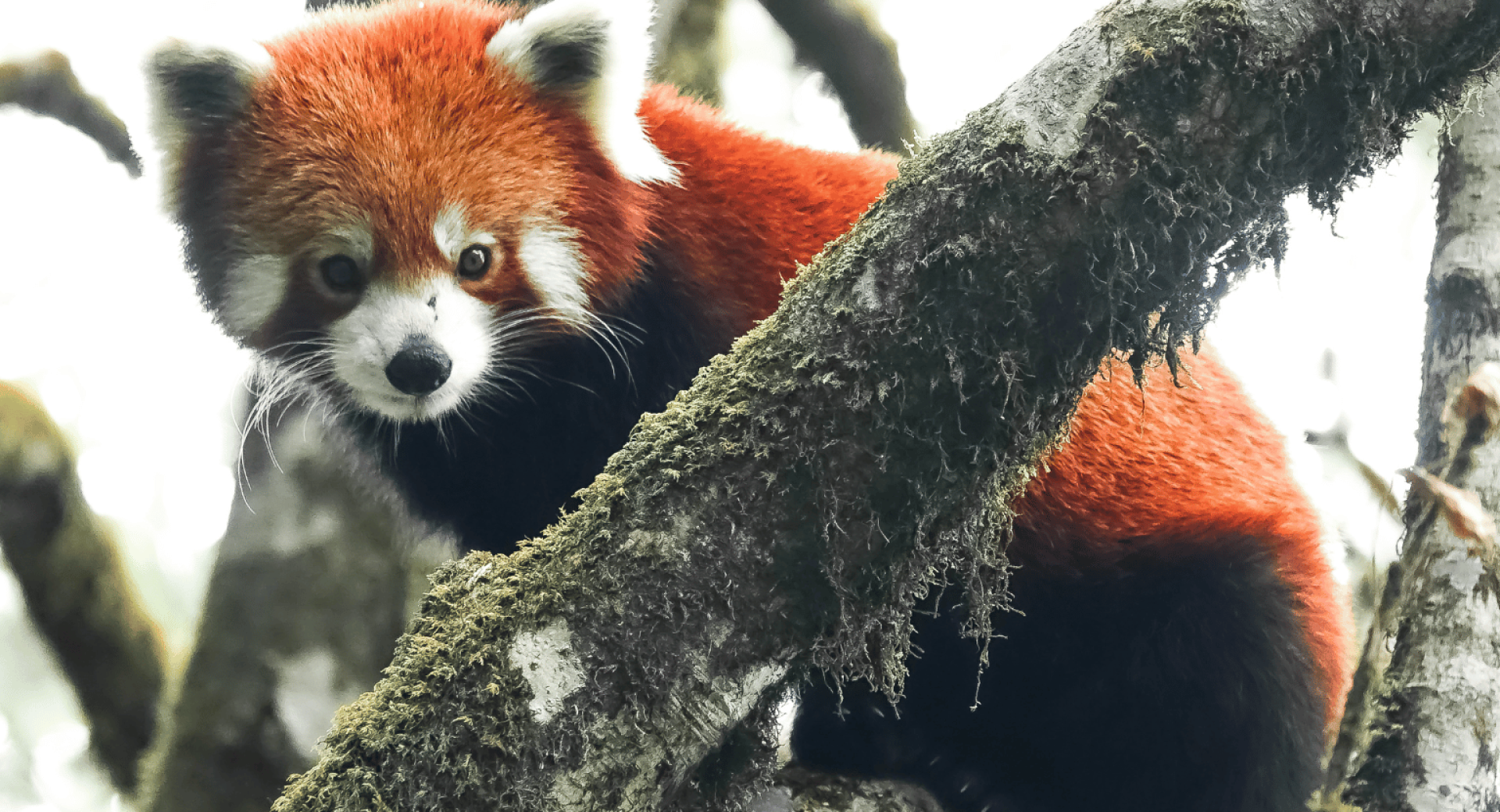 Meet the People Who Are Protecting Red Pandas from Poachers