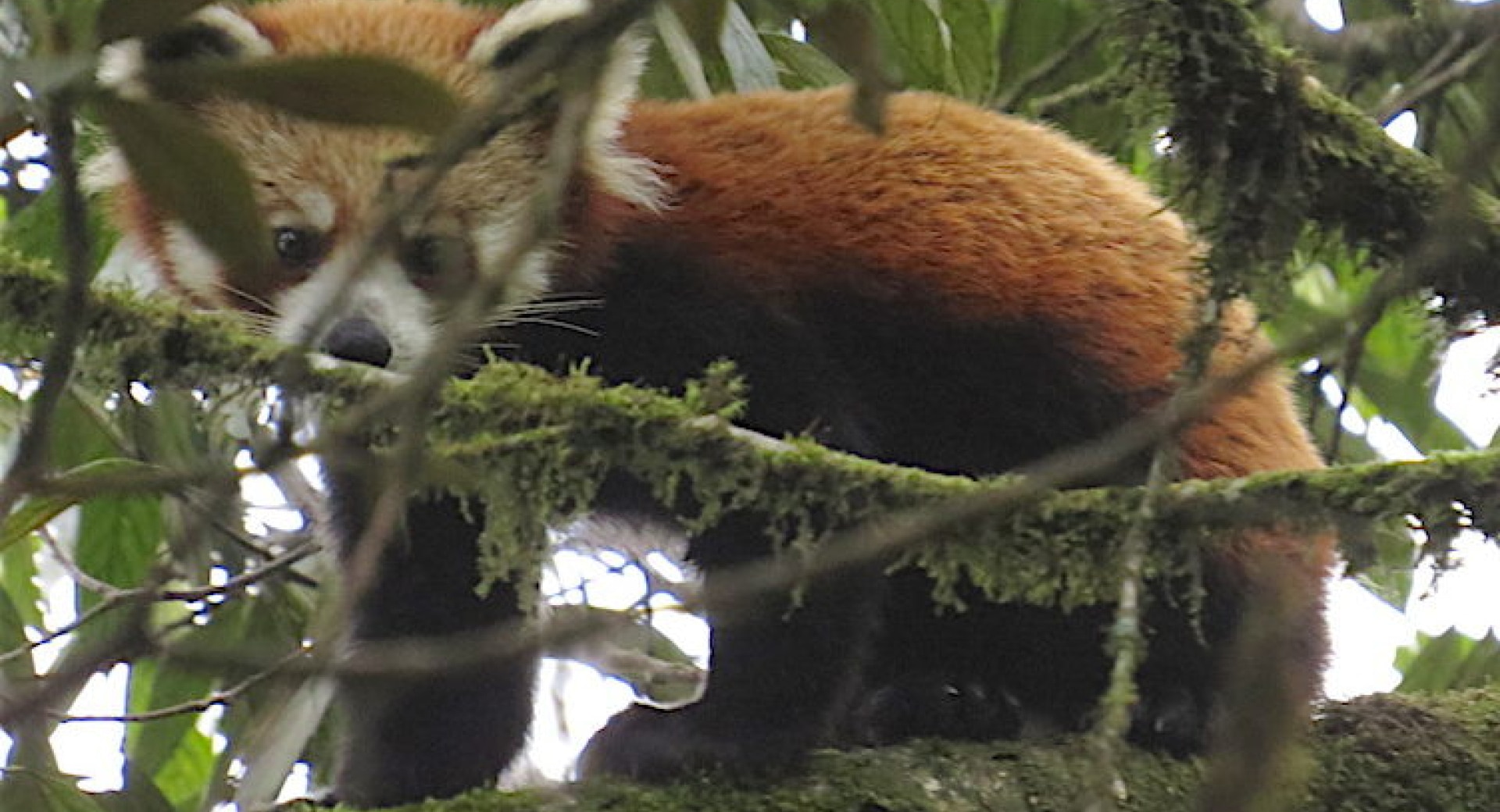 Red Panda Conservation Creates Ripples Among Rural Communities