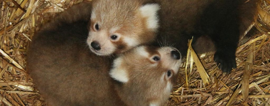 Red panda newborns