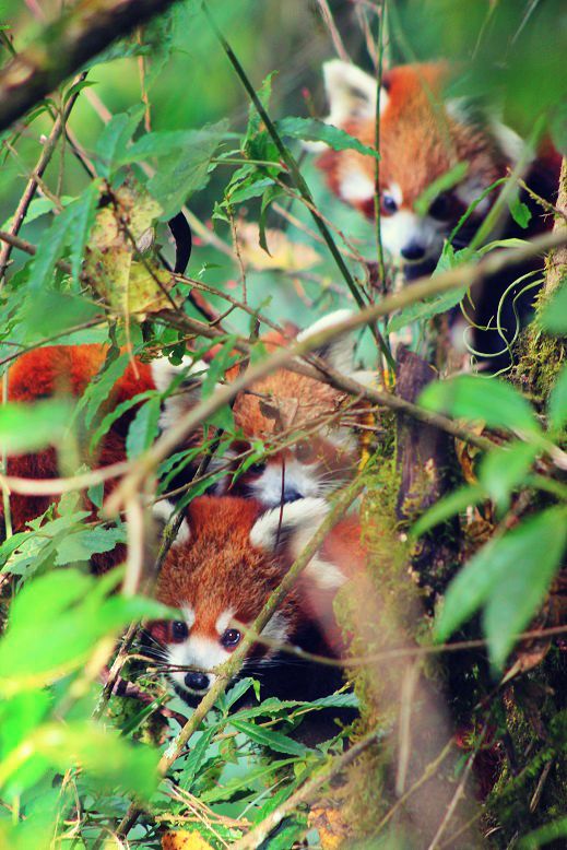 Red panda cubs as seen on ecotrip