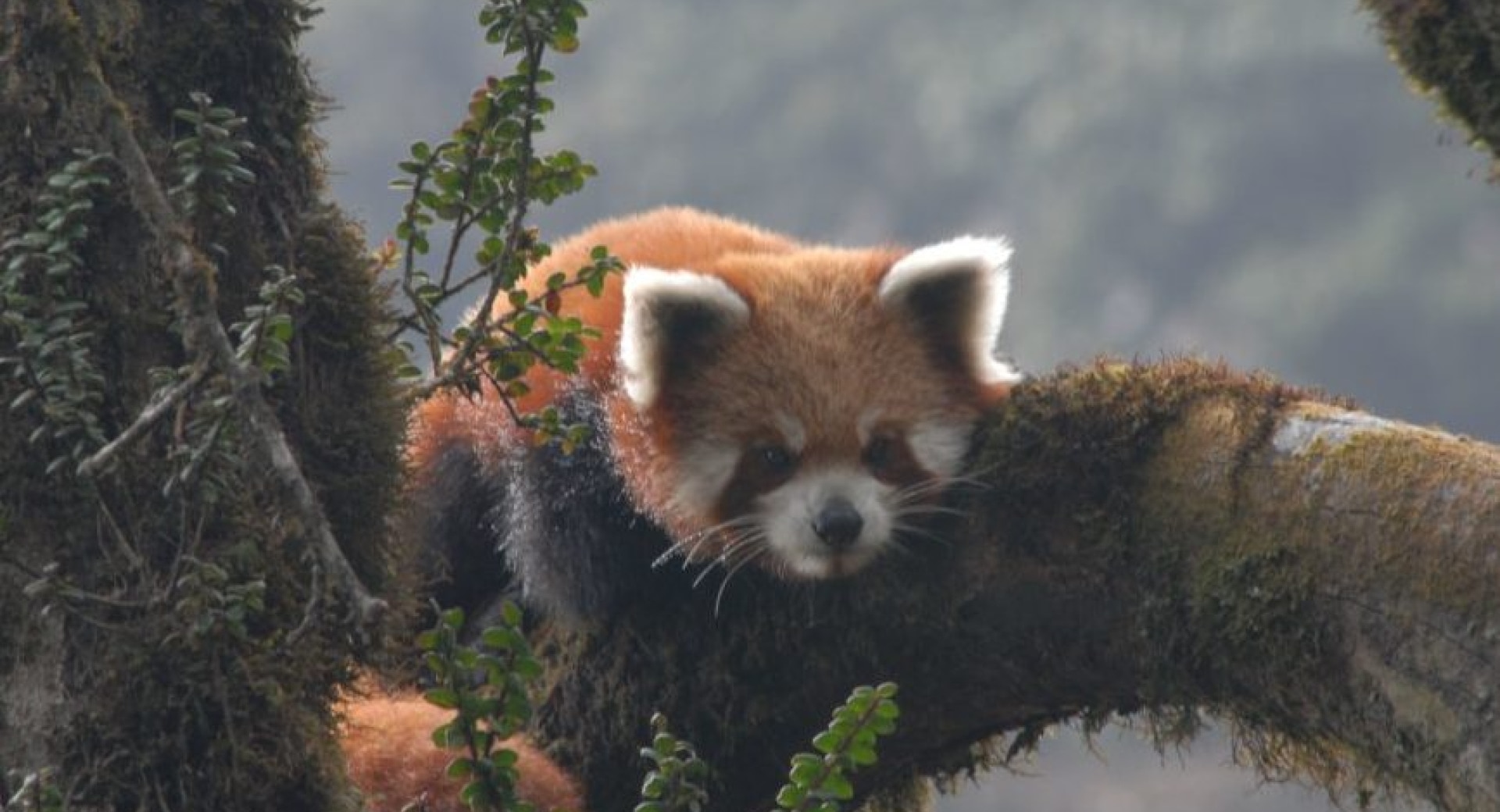 The Road to Deurali: Building a Future for People and Red Pandas