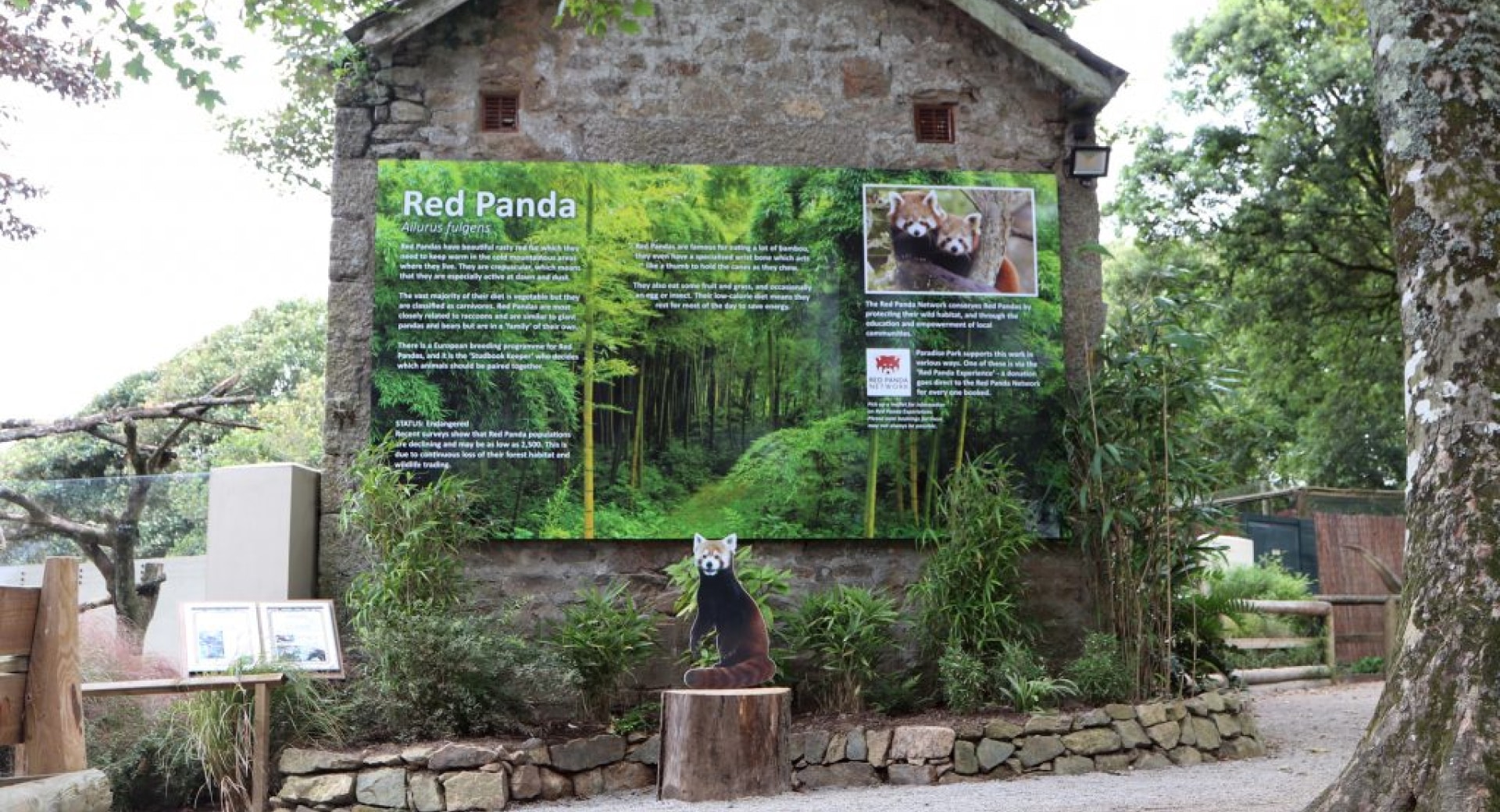 Experience Red Pandas at Paradise Park - Cornwall