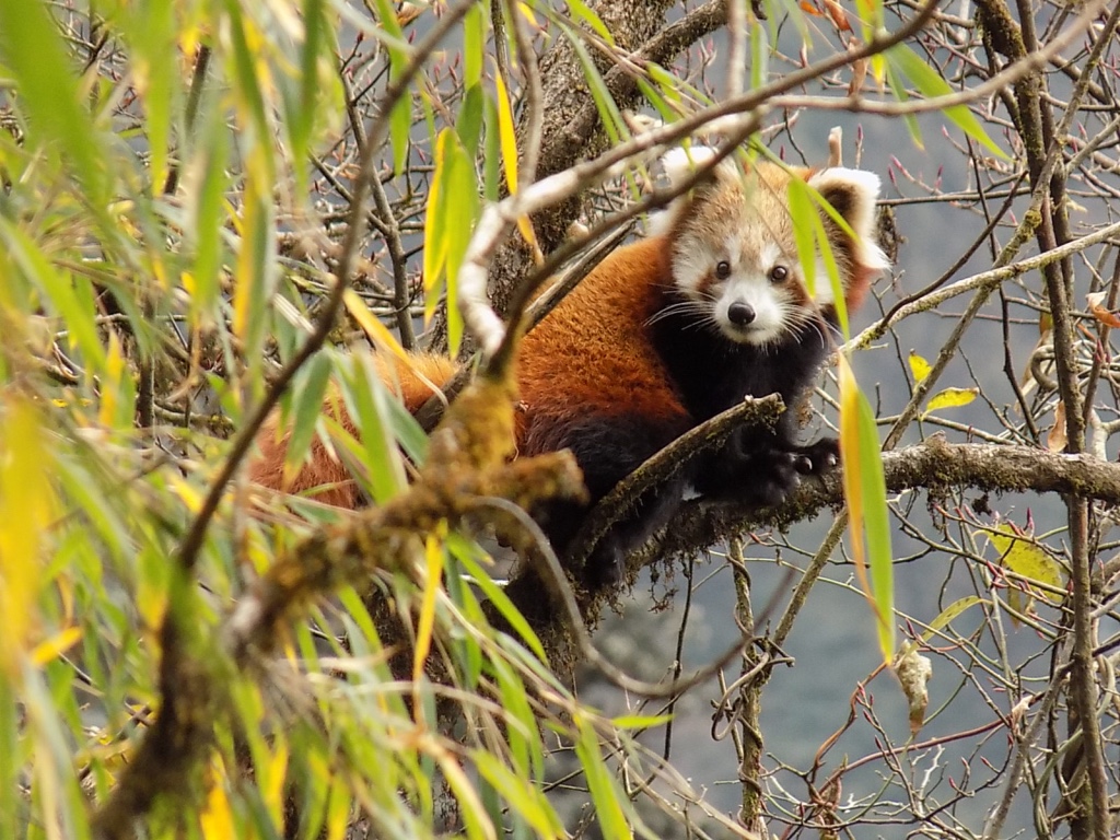 Wild red panda during ecotrip