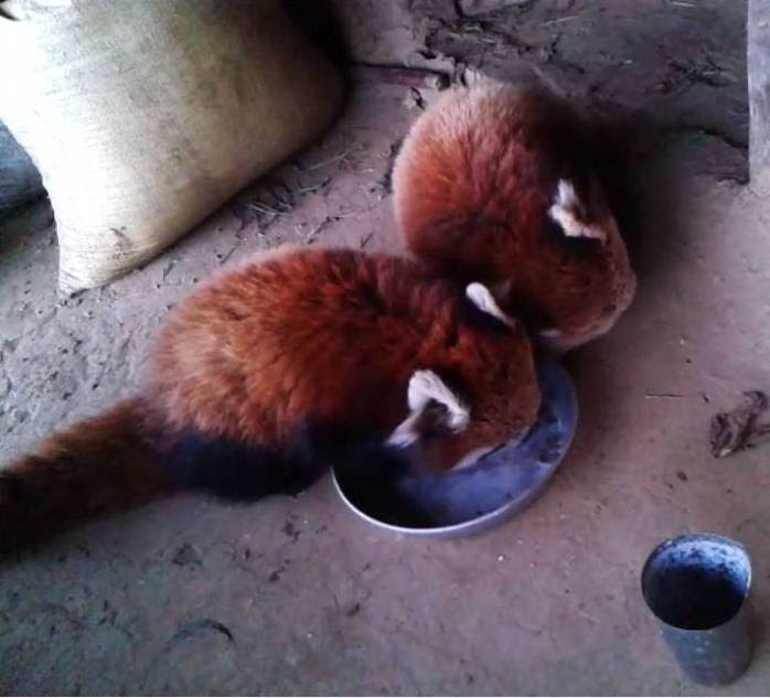 Red panda cubs of Rolpa District