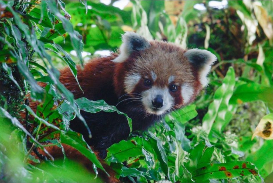 Wild red panda in Nepal.