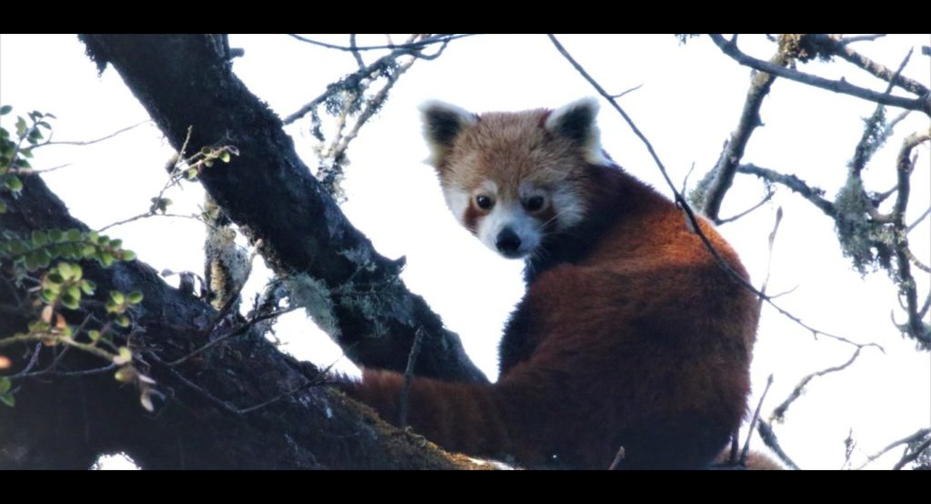 5 Ways You Can Celebrate Earth Day 2020 and Save Red Pandas during Quarantine