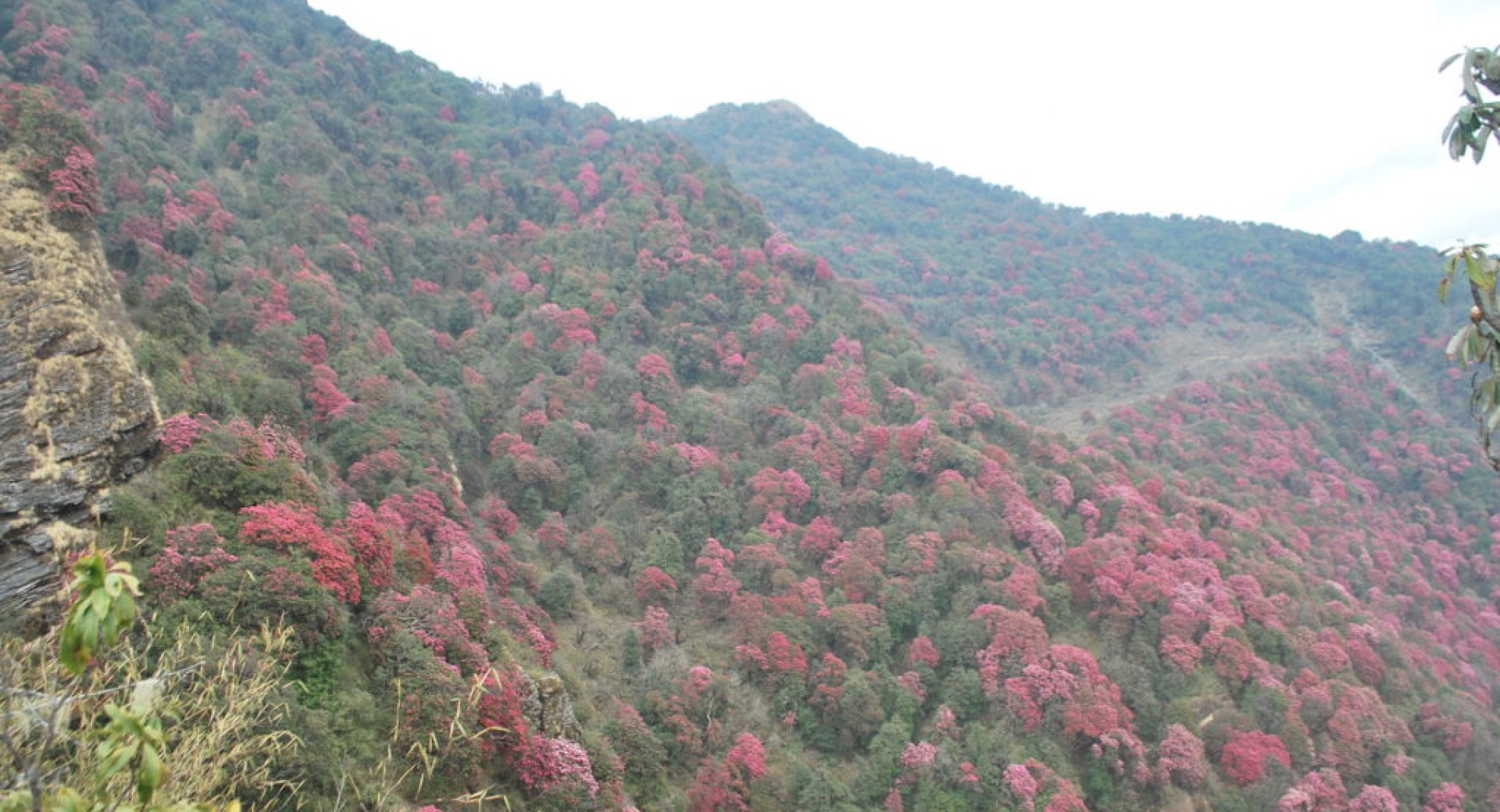 Land purchase and forest restoration to conserve the Endangered red panda in Nepal