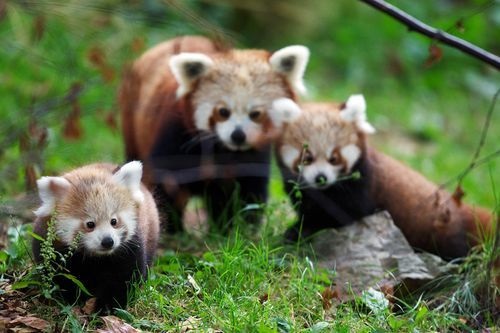 Red panda mother and babies