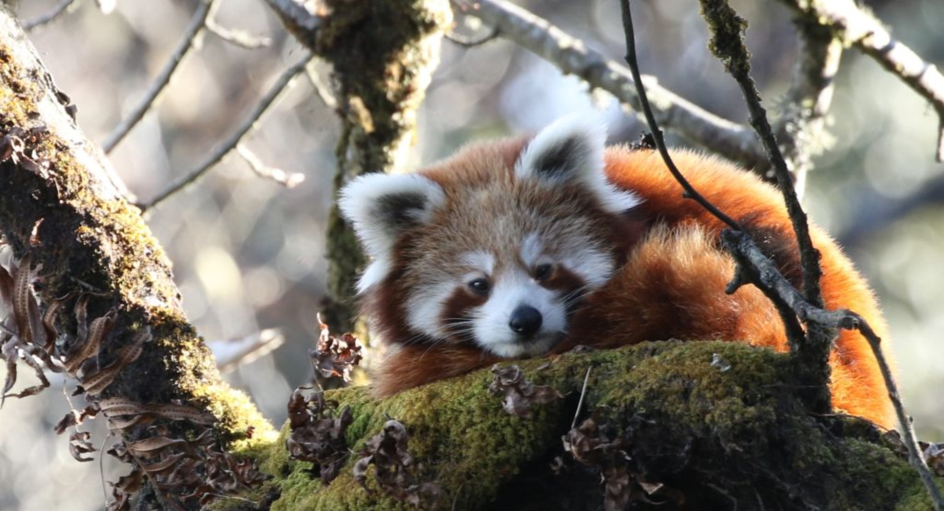 Press Release: Ten Red Pandas Collared in Nepal For Groundbreaking Study