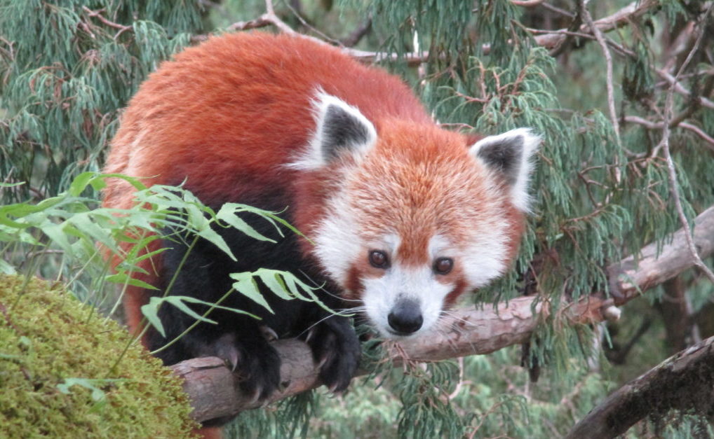Wild red panda