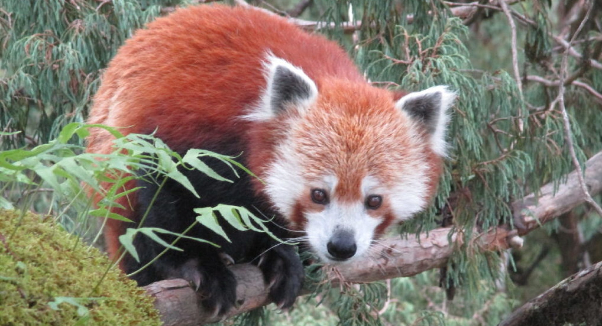 First National Survey of Red Pandas in Nepal