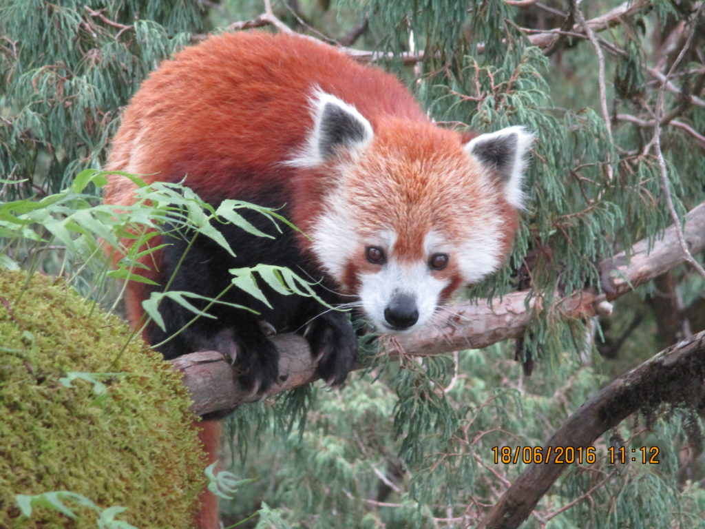 Red panda survey sighting