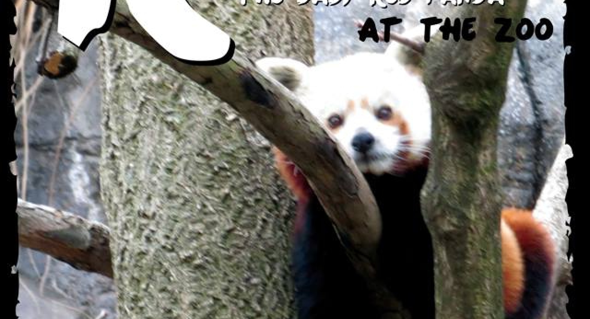 Red Panda Wisdom from a Cub called “Rojo”
