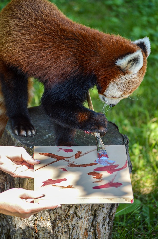 Painting by red panda