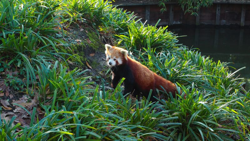 Red panda at Rotterdam Zoo