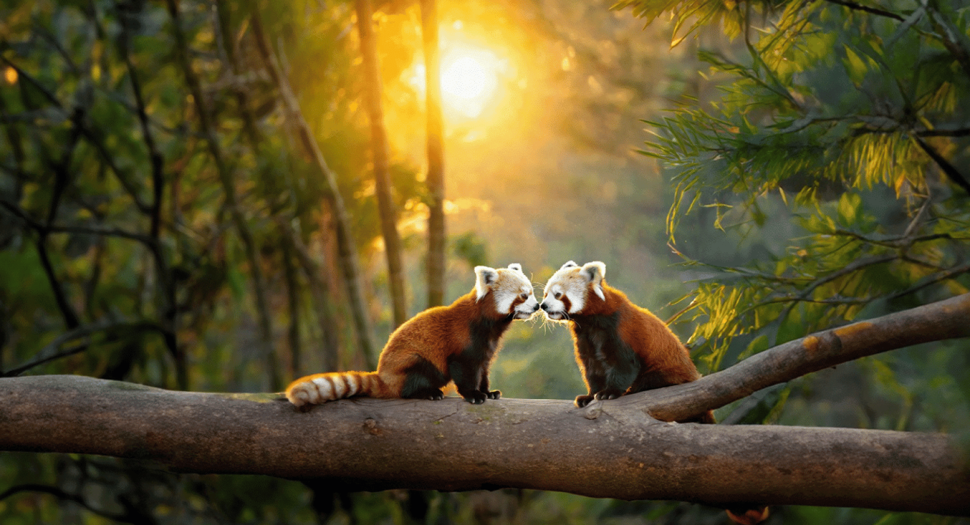 The Power of Partnership in Red Panda Conservation