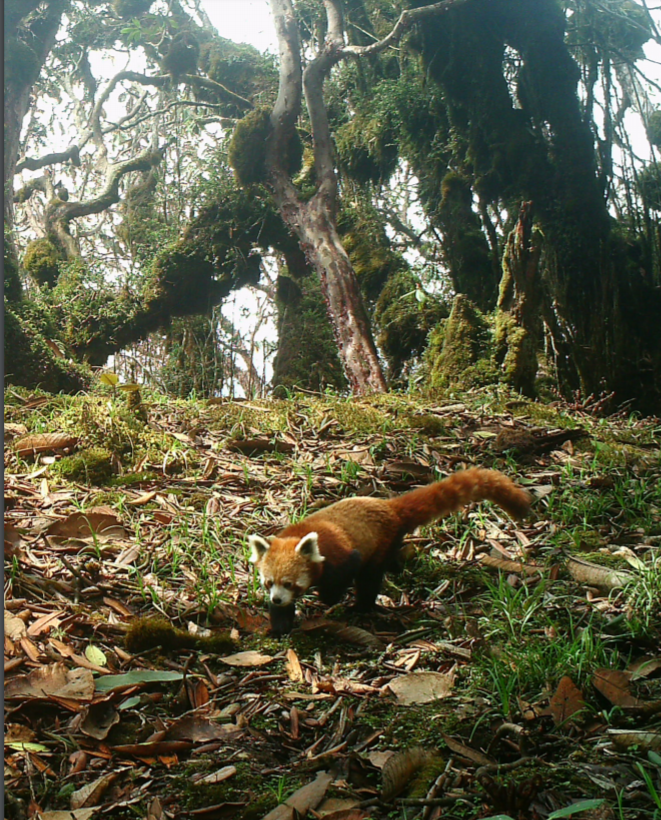 Wild red panda in Bhutan. Photo from conservation action plan.