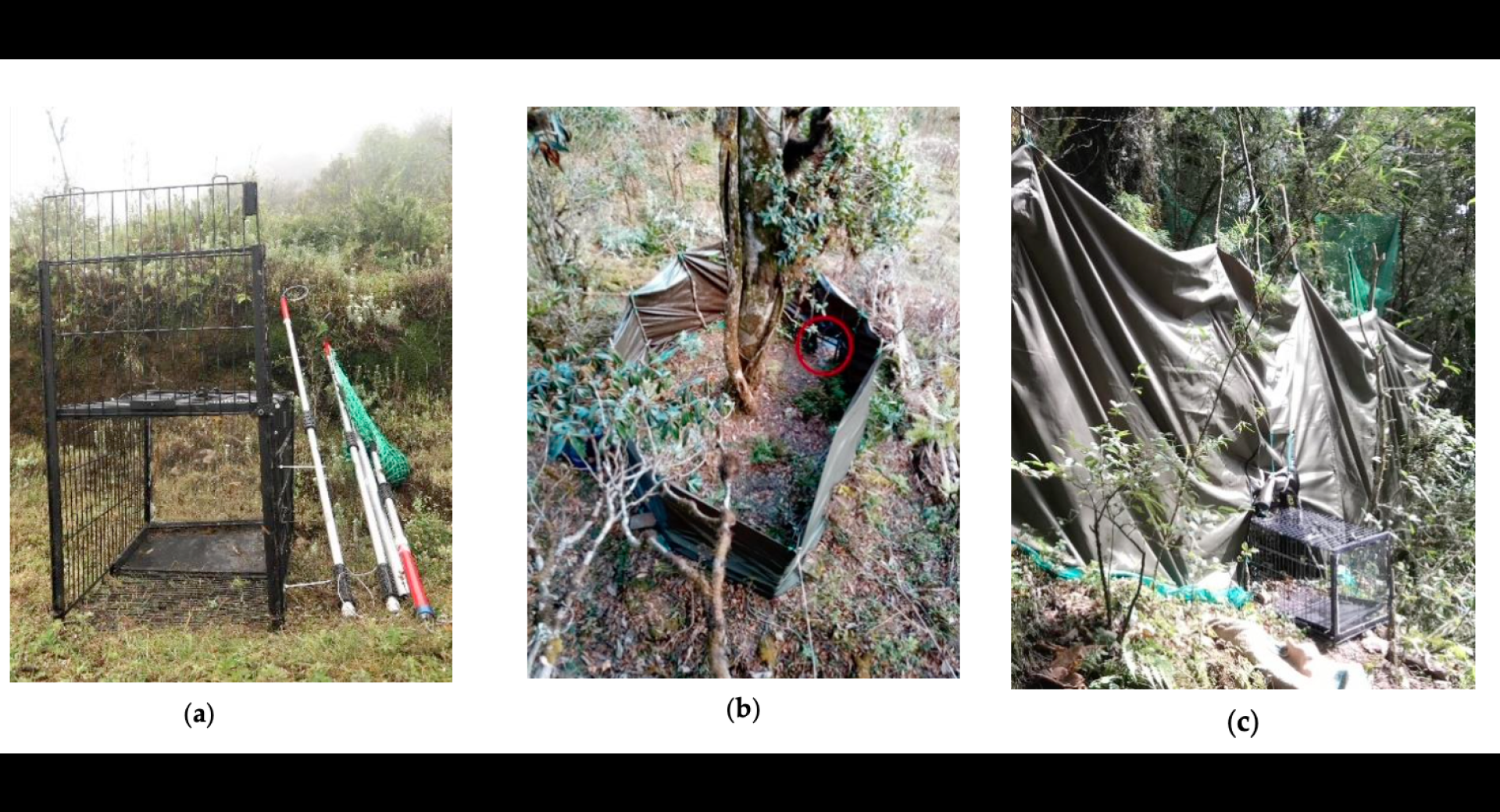 Improved Trapping and Handling of an Arboreal, Montane Mammal: Red Panda Ailurus fulgens
