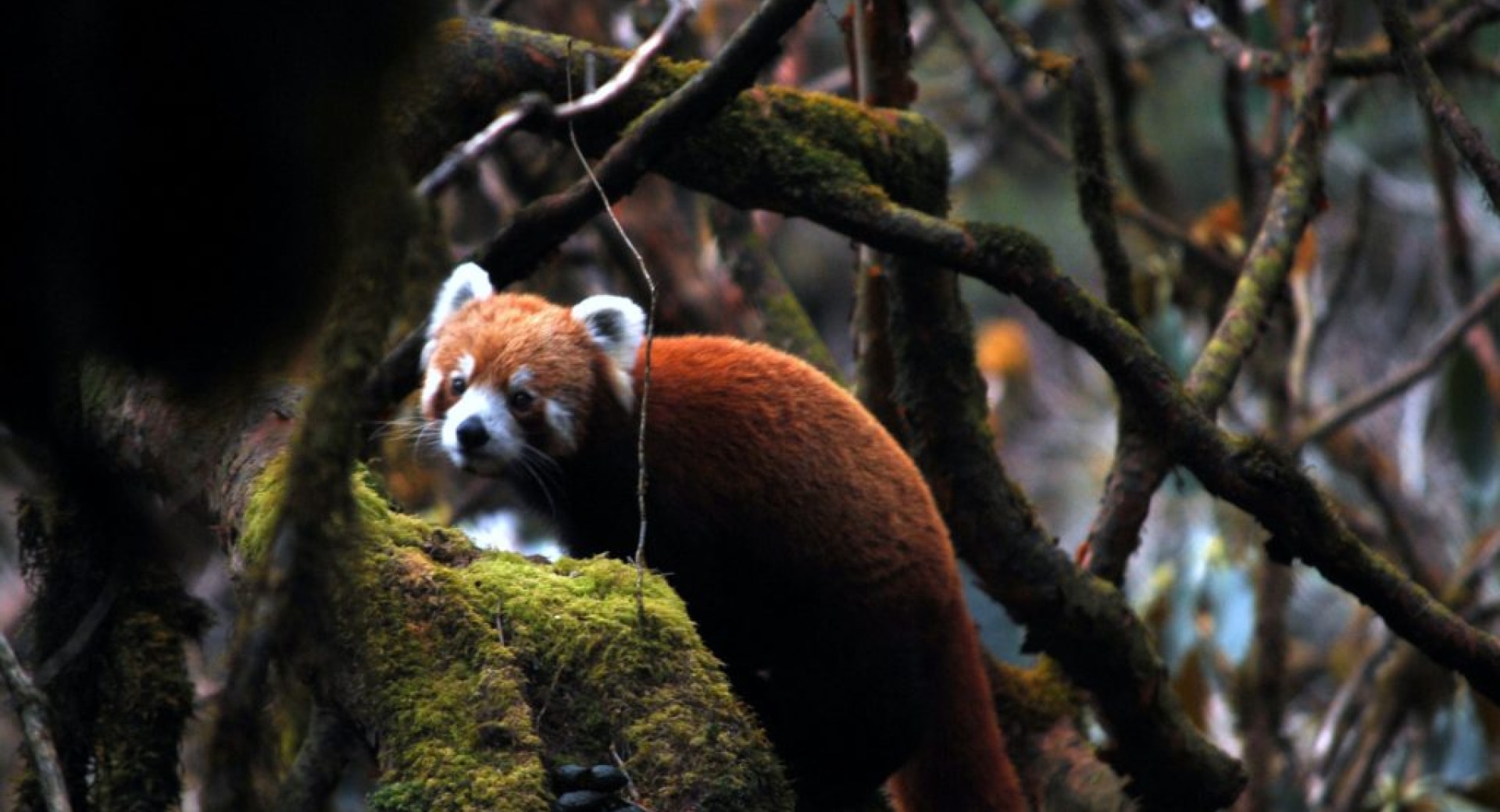 Red Pandas Listed as Endangered on Red List